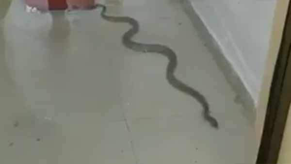 குரங்கு 