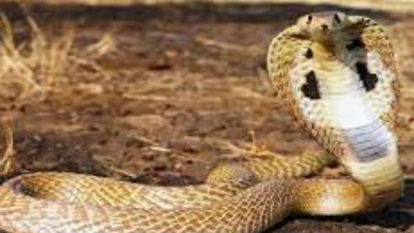 விசாரணை