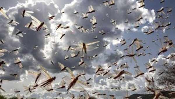 Tamil literature speaks on Locust attack 