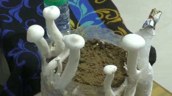 Mushroom cultivation for Women 