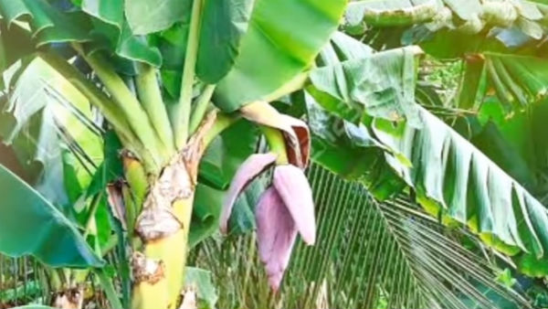 what is self reliant economy watch this video 