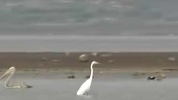 Birds are waiting in Bhavani Sagar Dam looking for fish in Erode Birds are waiting in Bhavani Sagar Dam looking for fish in Erode