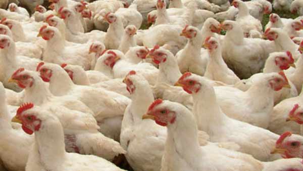 புதிய வகை வைரசாம் 