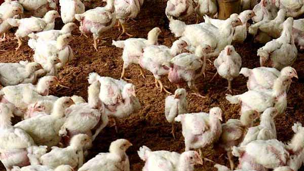 கோழி வளர்ப்பு முறை 