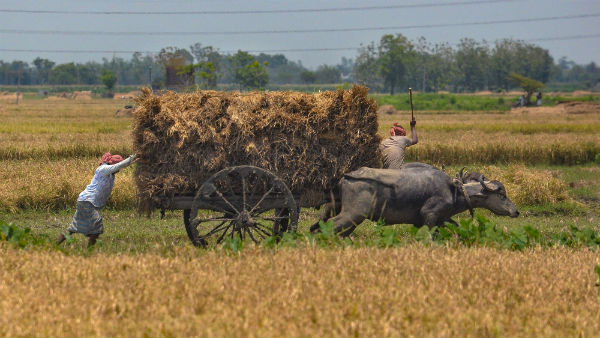 மக்கா சோளம், எள் 