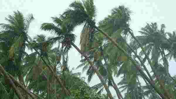 மரணித்த மரங்கள் 