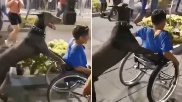Dog pushes the wheelchair of a specially-abled boy in a viral video Dog pushes the wheelchair of a specially-abled boy in a viral video