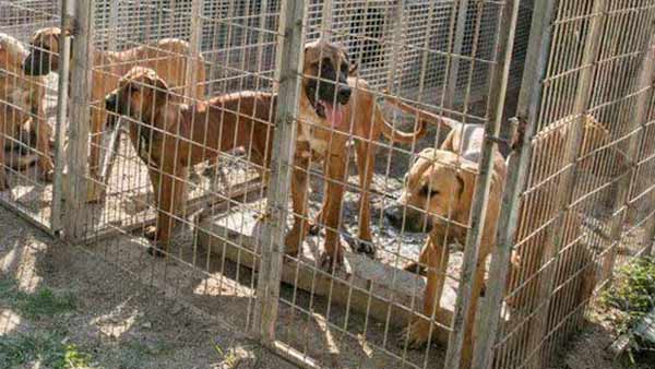 Chinas annual dog meat festival is underway in the southwestern city of Yulin Chinas annual dog meat festival is underway in the southwestern city of Yulin