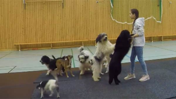 கோங்கா நடனம் கோங்கா நடனம்