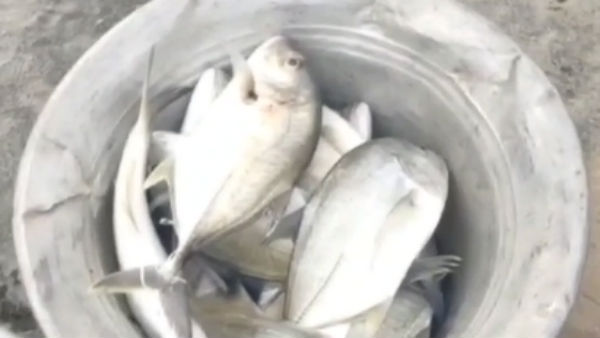 kasimedu fish market should not become another koyambedu 