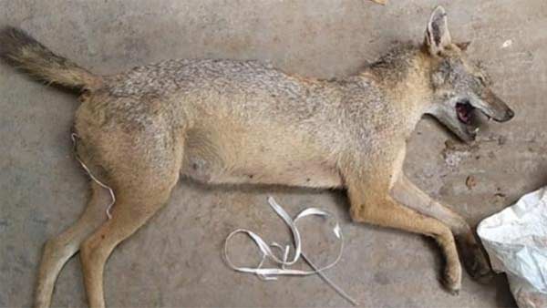 kerala elephant: 12 people arrested for fox hunting near trichy