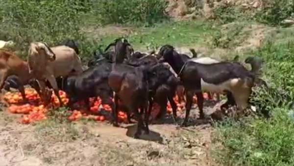 Hosur tomato Farmers upset over Price