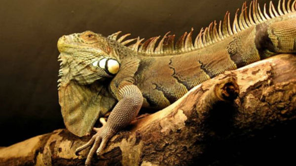 நடந்தார் 