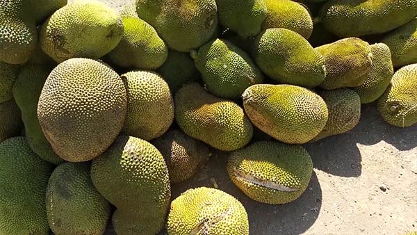 பலா விவசாயம் 