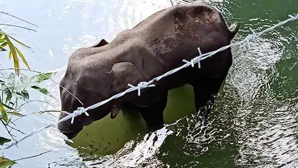 நின்றபடி பலியான யானை 