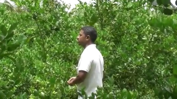organic lemon farming increasing in Krishnagiri district 