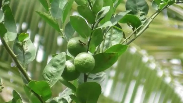 organic lemon farming increasing in Krishnagiri district 