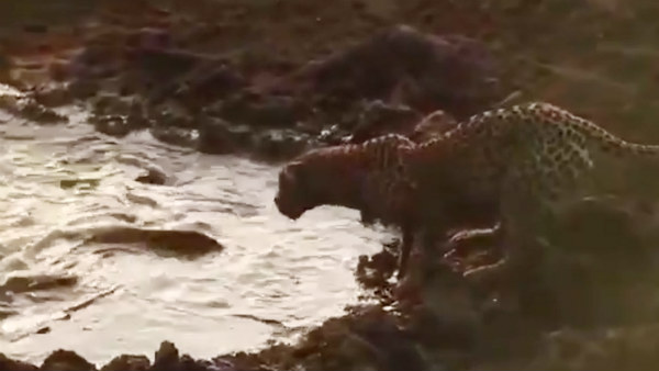 மாற்று உணவு 