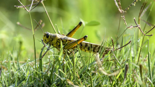 நூதன முயற்சி 