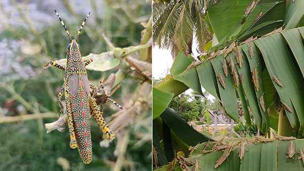 பூச்சிக் கொல்லி மருந்து 