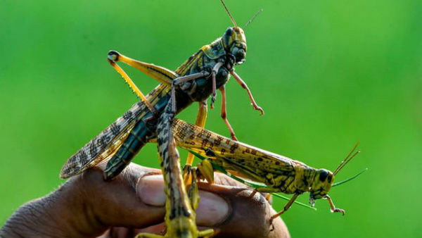 இரவில் வவ்வால் தாக்குதல் 