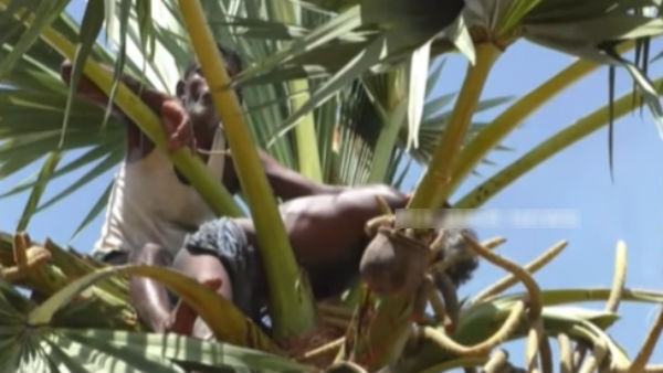 பனைமட்டை 