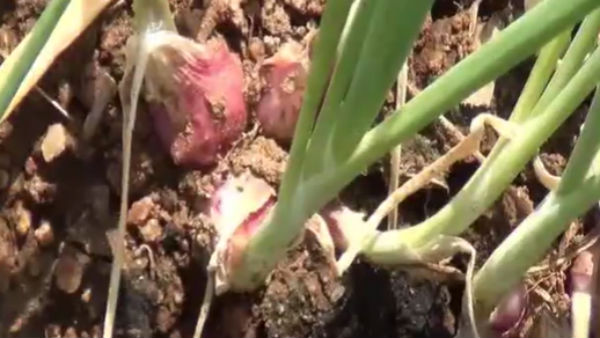 Onion farmers demand compensation 