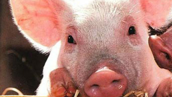 பன்றிகளிடம் வைரஸ் 