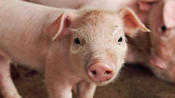 பன்றிப் பண்ணை 