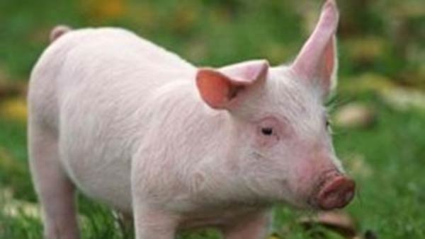 வேகமாக பரவும் வைரஸ் 