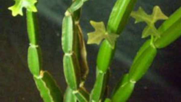 பிரண்டை 