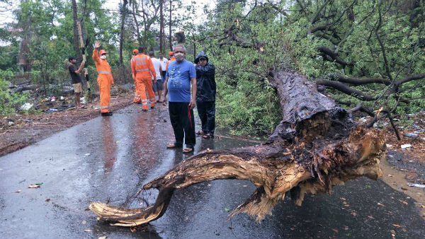 வேரோடு சாய்ந்த மரங்கள் 