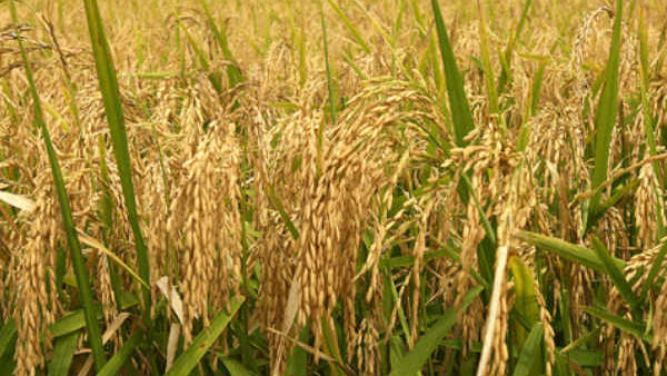 Rs 4,000 crore Annual allotment to States under Per Drop More Crop Scheme