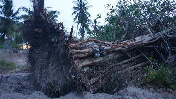 social activists trying to plant the old tree which was uprooted 