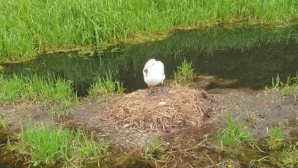 சென்சிட்டிவான வாத்து 