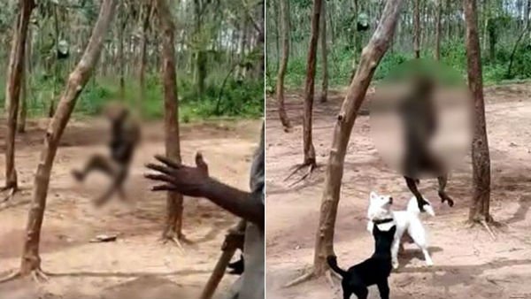 நாய்கள் 