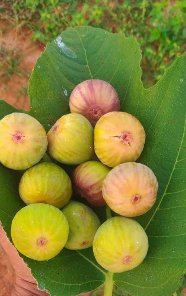 அத்திப்பழம் சாகுபடி 