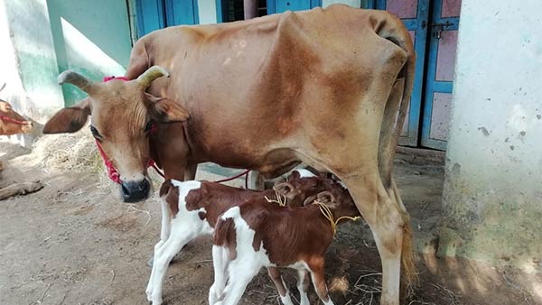 Two calves born for single cow in Kumbakonam 