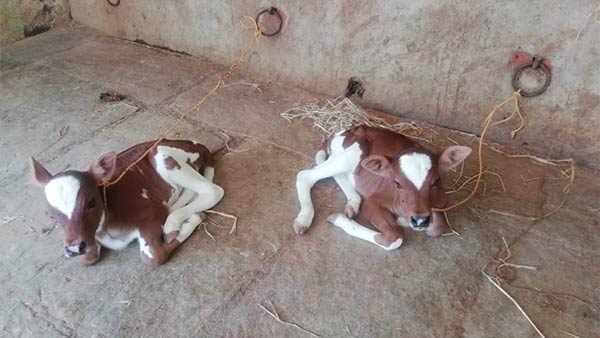 Two calves born for single cow in Kumbakonam 