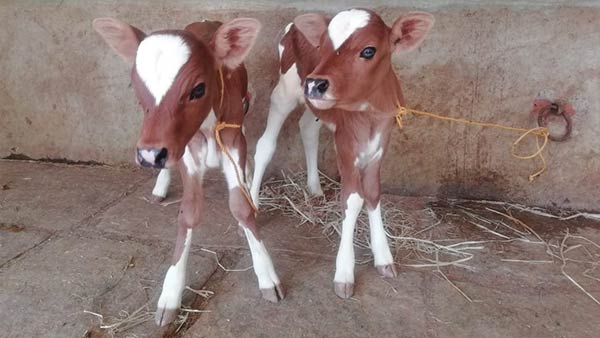 Two calves born for single cow in Kumbakonam 