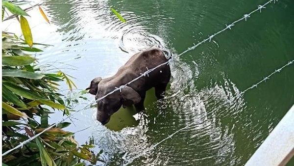 வெள்ளியாறு வெள்ளியாறு