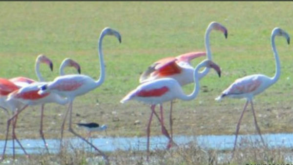 குளங்கள் 