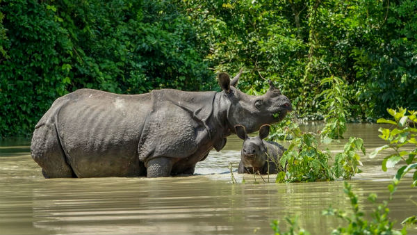 மழை வெள்ளம் 