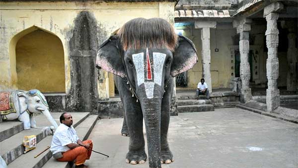 உலகம் முழுக்க வைரல் 
