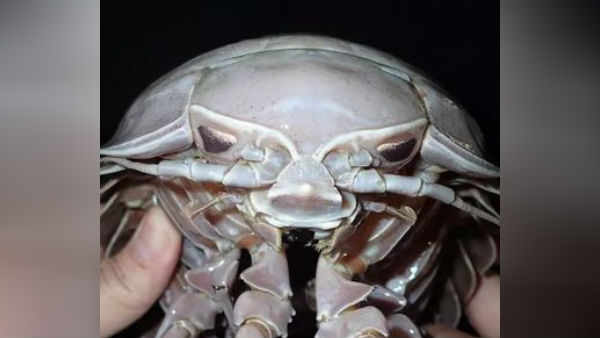 சூப்பர் ஜெயண்ட் 