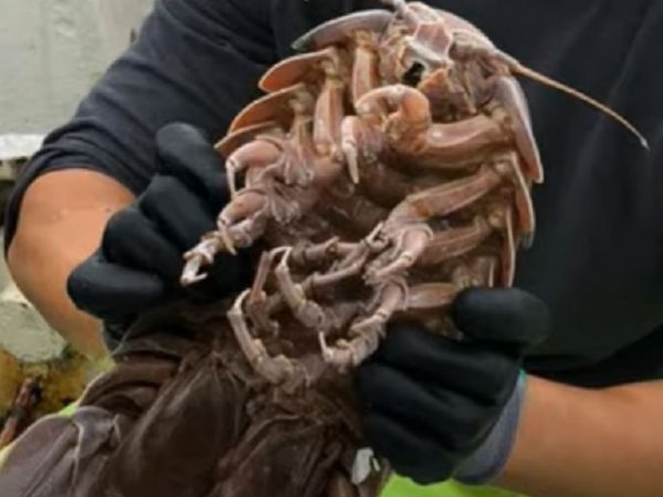 12 புதிய உயிரினங்கள் 