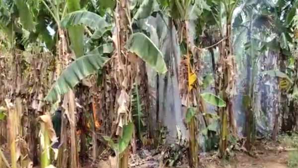 Coimbatore Farmers abandoned Banana Cultivation 