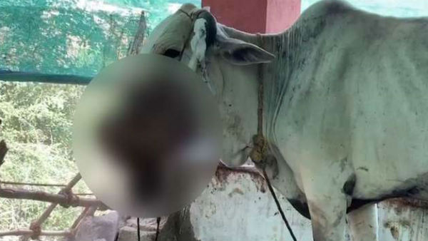 kerala elephant: Andhra cows mouth injured kerala elephant: Andhra cows mouth injured