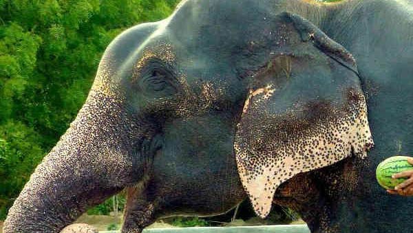 வாடிக்கை 