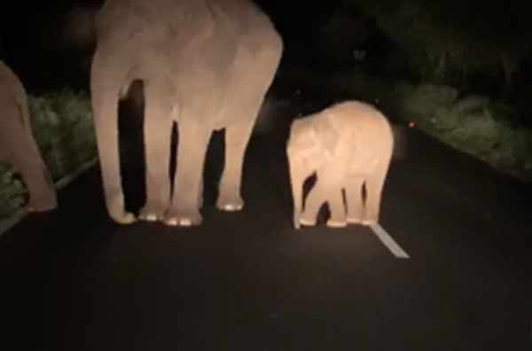 5 யானைகள் 